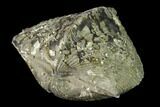 Pyrite Replaced Brachiopod (Paraspirifer) Fossil - Ohio #135561-1